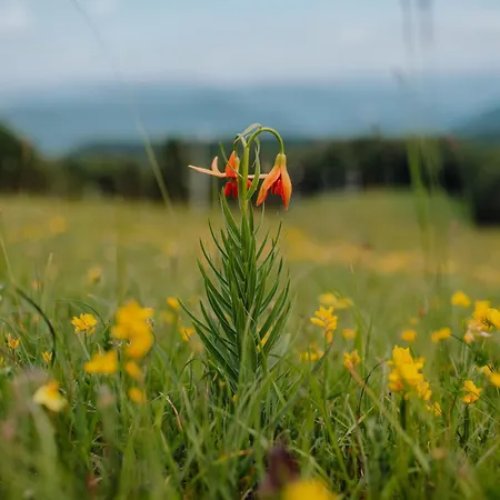 Mali Brlog デルニツェ